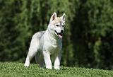 SIBERIAN HUSKY 400